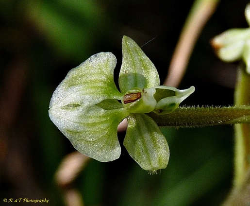 {Ponthieva racemosa}